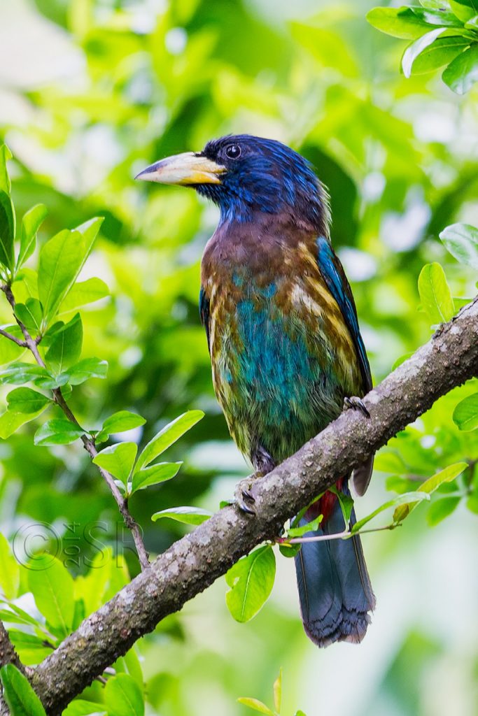 Great Barbet Kilbury bird sanctuary pangot, Nainital Uttarakhand