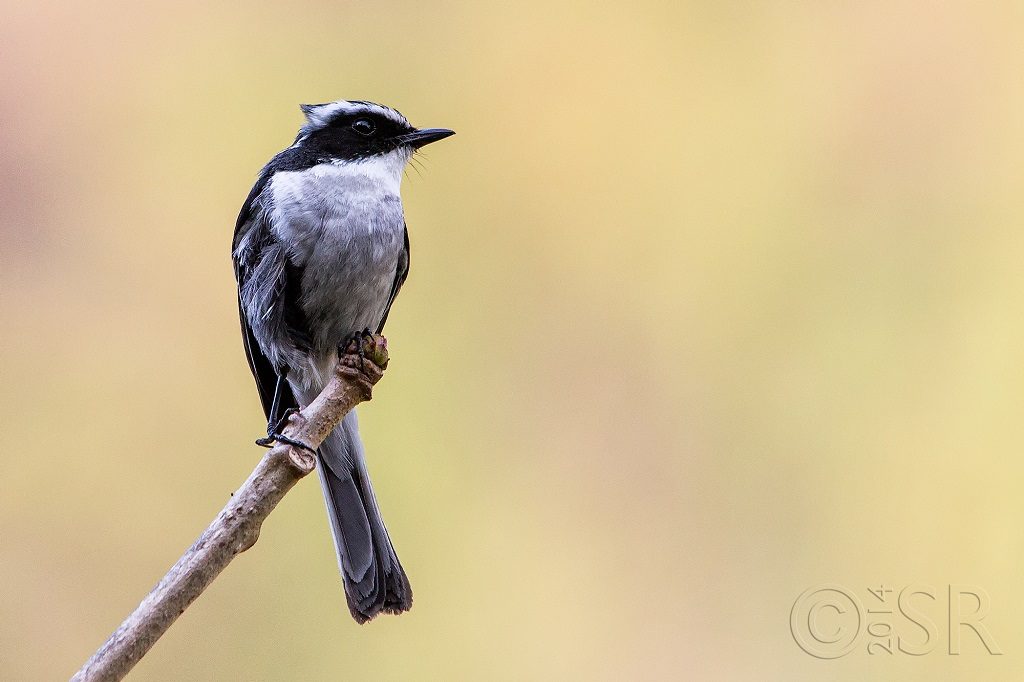 Grey Bush Chat Kilbury bird sanctuary pangot, Nainital Uttarakhand