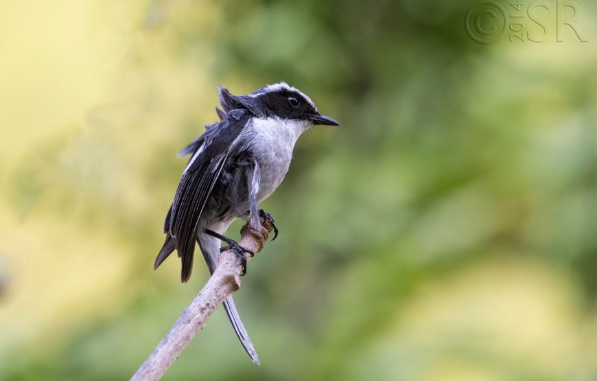 Pangot Sattal Bird Watching