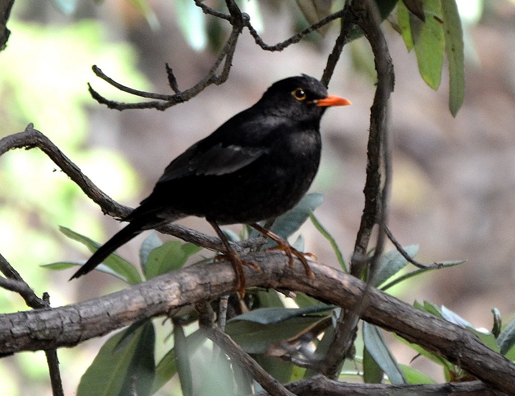 Grey winged black bird, Binsar Binsar Wildlife Sanctuary