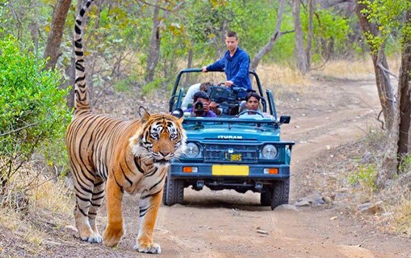 Jim corbett wild tour