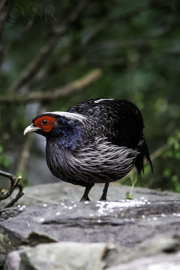 Khaleej Pheasant Kilbury bird sanctuary pangot, Nainital Uttarakhand