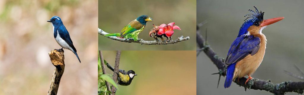 Kilbury bird sanctuary pangot, Nainital Uttarakhand