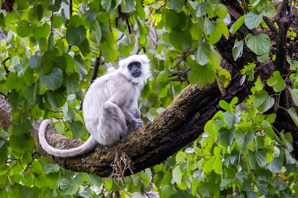 Langur Kilbury bird sanctuary pangot, Nainital Uttarakhand