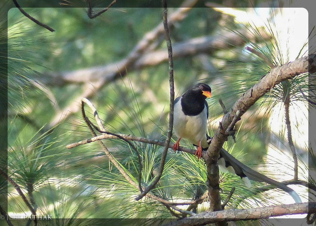 Red Billed Blue Magpie (Urocissa erythroyncha) on a Chir Pine Tree Binsar Wildlife Sanctuary