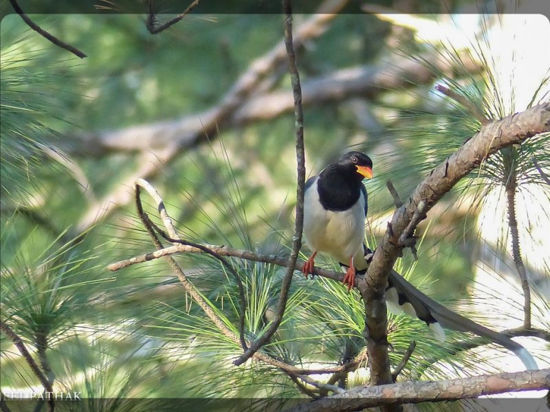 Red Billed Blue Magpie (Urocissa erythroyncha) on a Chir Pine Tree Binsar Wildlife Sanctuary