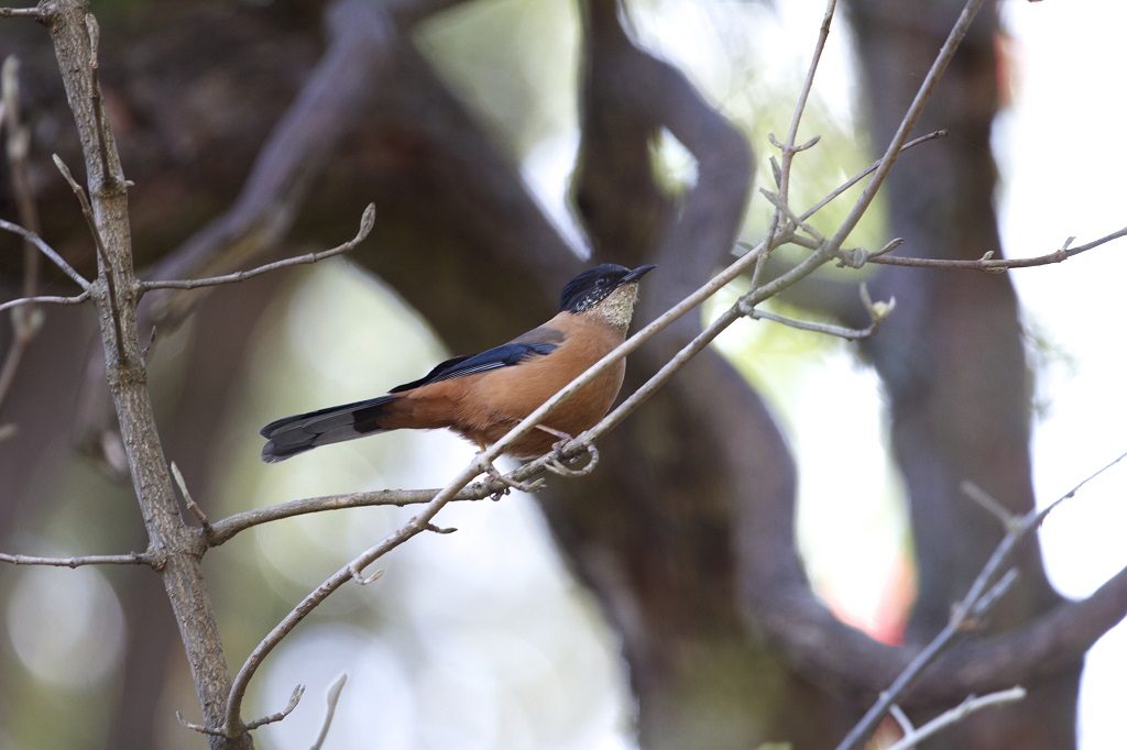 Binsar Wildlife Sanctuary