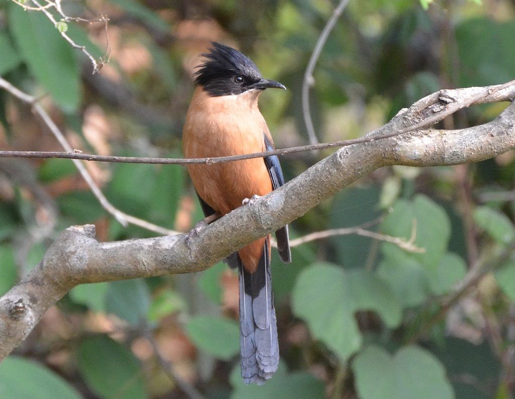 Rufus Sibia, Binsar, Binsar Wildlife Sanctuary Uttarakhand