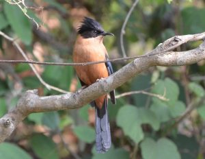 Utttarakhand Trip Trek:  Rufus Sibia, Binsar, Binsar Wildlife Sanctuary Uttarakhand