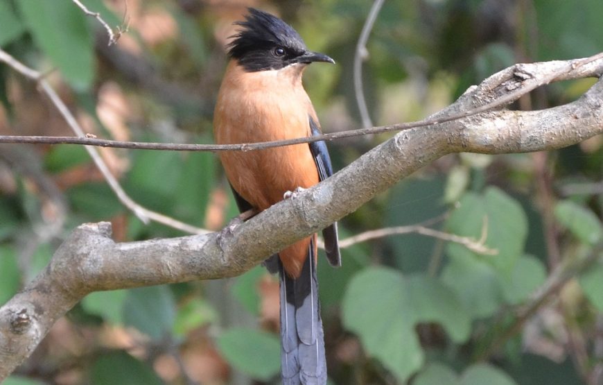 Binsar Wildlife Santuary Bird Watching