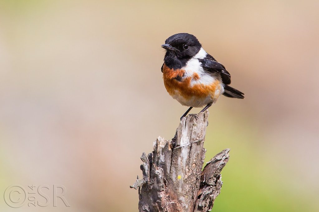 Siberian Stonechat Kilbury bird sanctuary pangot, Nainital Uttarakhand