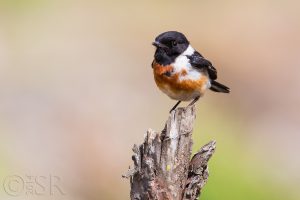 Utttarakhand Trip Trek:  Siberian Stonechat Kilbury bird sanctuary pangot, Nainital Uttarakhand