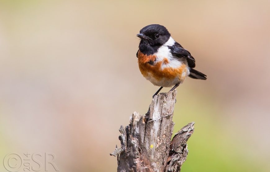 Pangot Sattal Bird Watching