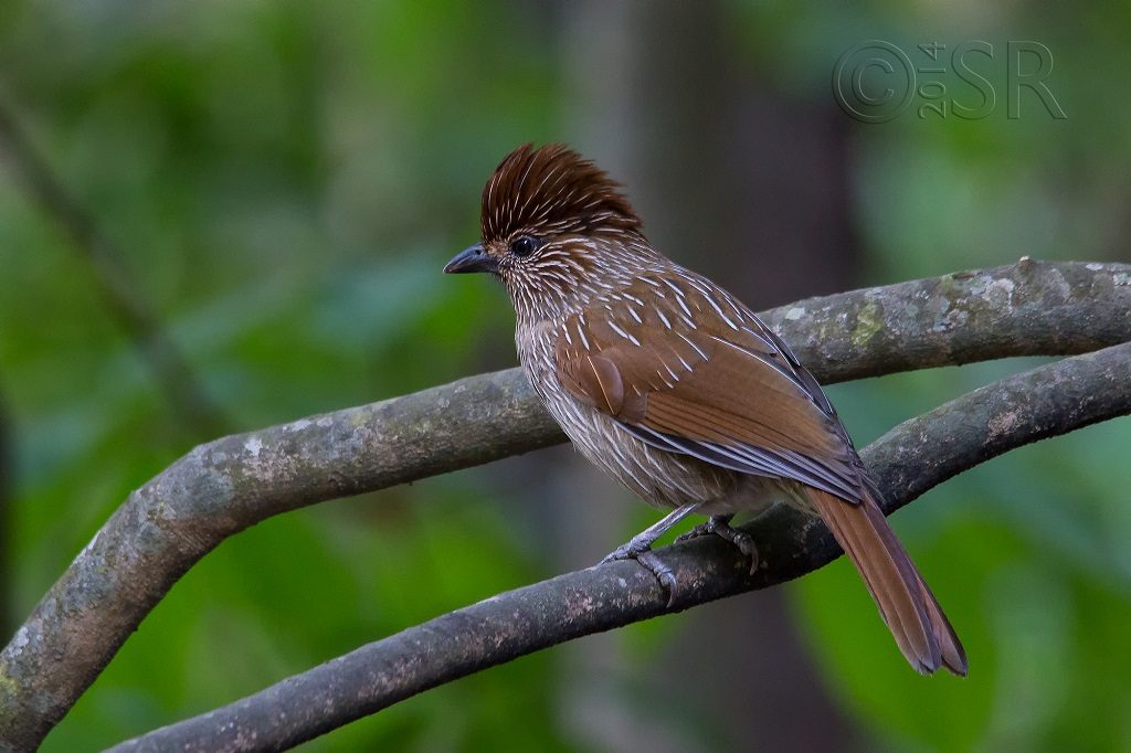 Striated Laughingthrush Garrulax striatus Kilbury bird sanctuary pangot, Nainital Uttarakhand