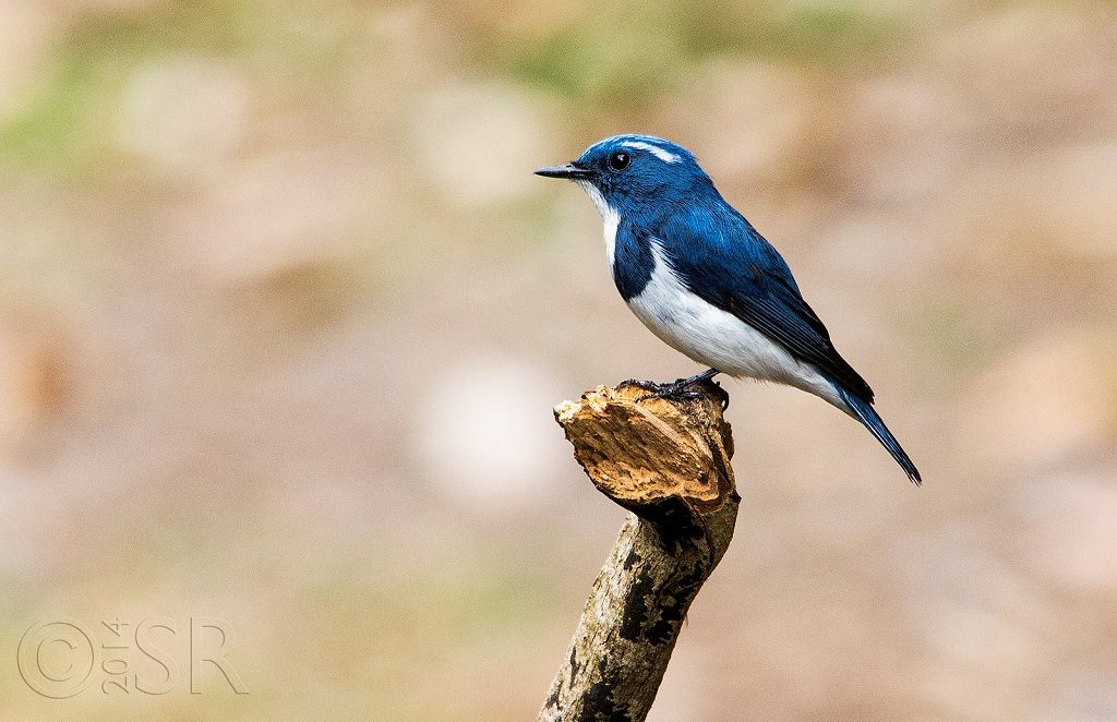 The charming little blue and white bird at pangot