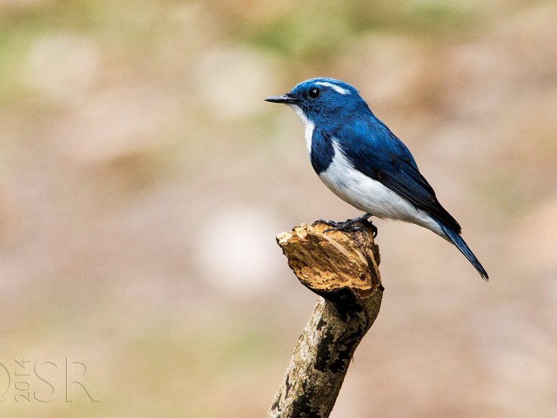 The charming little blue and white bird at pangot