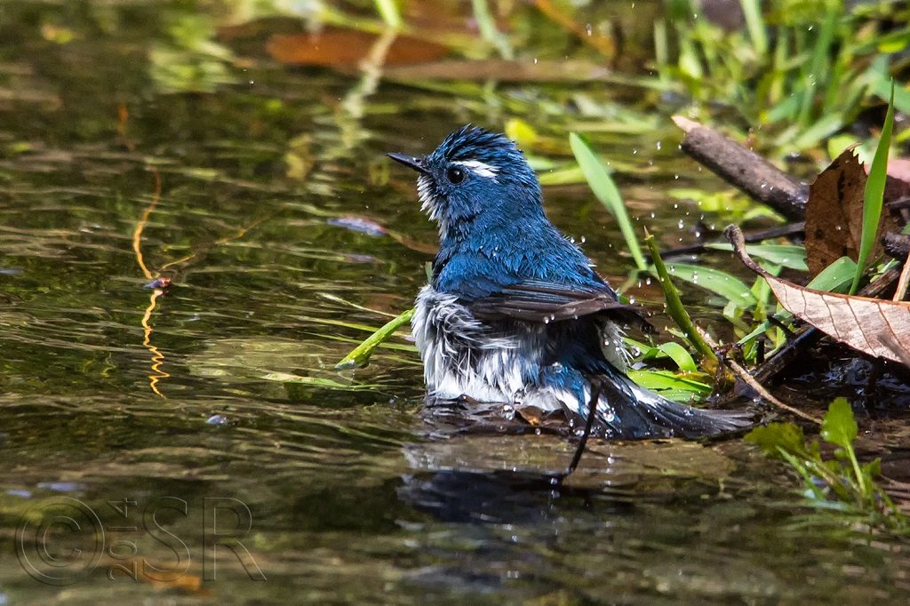 Ultramarine Flycatcher Kilbury bird sanctuary pangot, Nainital Uttarakhand