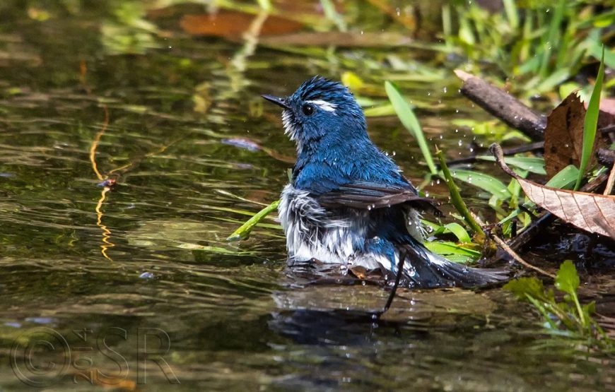 Pangot Sattal Bird Watching