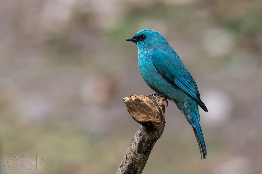 Verditer Flycatcher Kilbury bird sanctuary pangot, Nainital Uttarakhand