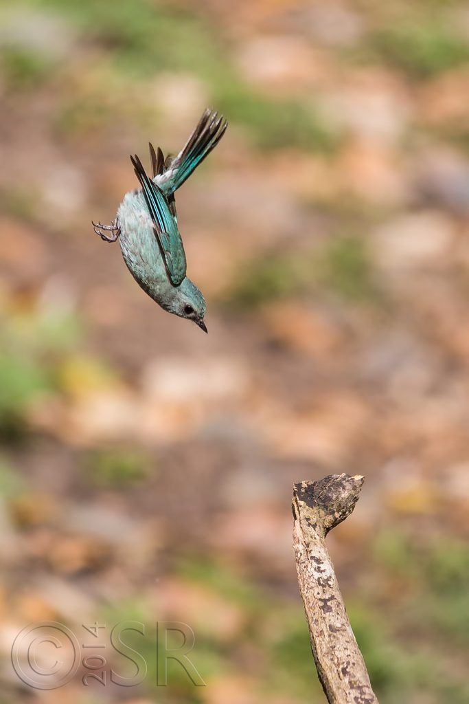 Verditer Flycatcher Kilbury bird sanctuary pangot, Nainital Uttarakhand