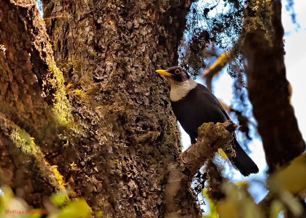 White-collared Blackbird (Turdus albocinctus) male Binsar Wildlife Sanctuary