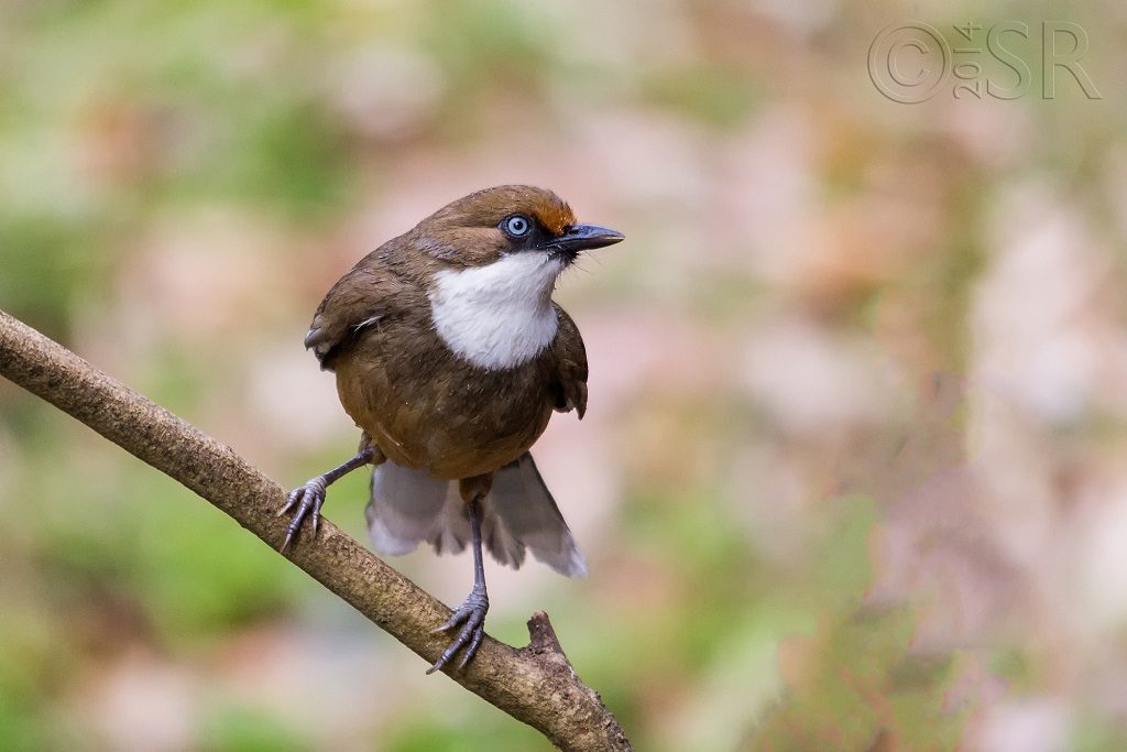 White-throated Laughing Thrush Kilbury bird sanctuary pangot, Nainital Uttarakhand