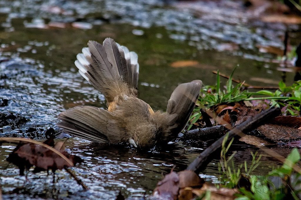 White throated Laughing Thrush Kilbury bird sanctuary pangot, Nainital Uttarakhand