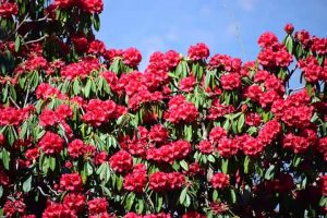 Utttarakhand Trip Trek:  beautiful flowers on chopta