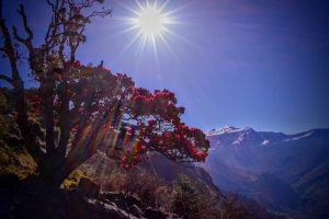 Utttarakhand Trip Trek:  flowers view on chopta camping