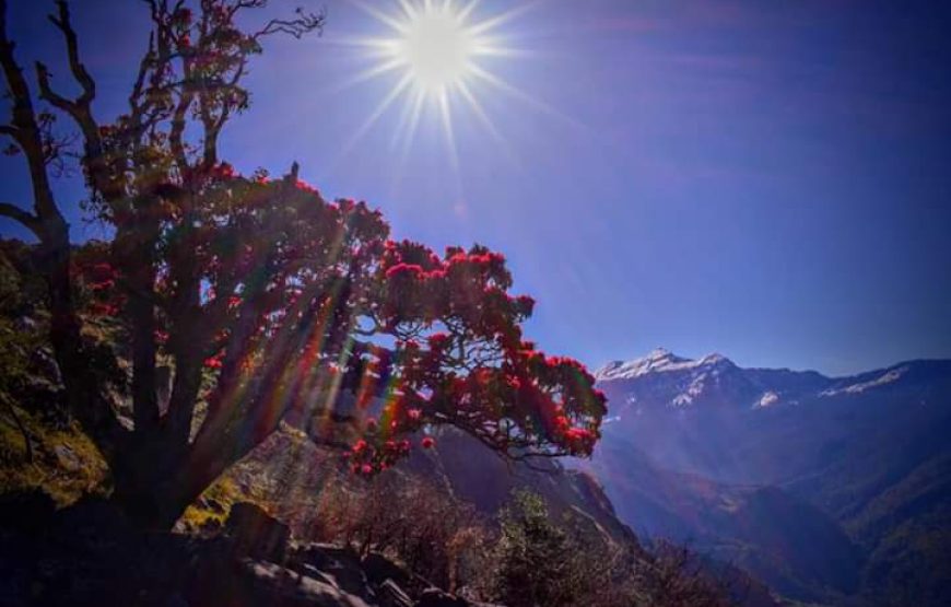 Chopta Trek 3 DAYS