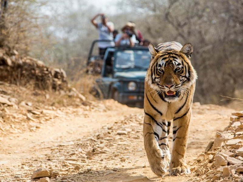 zim corbett rour pacakage