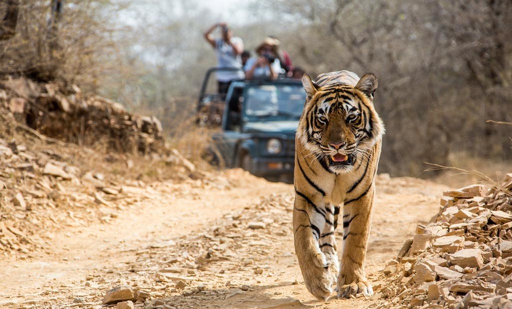 zim corbett rour pacakage