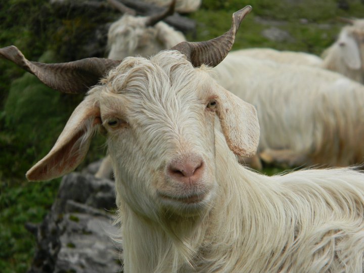 Himalayan Creature