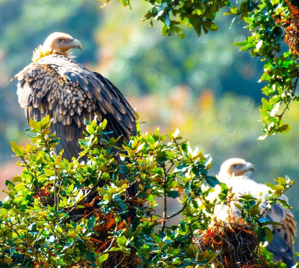 Himalayan Eagle