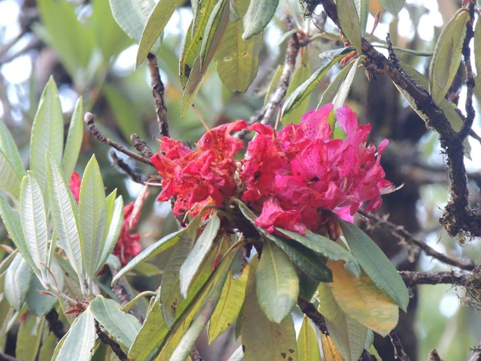 beautiful flowers on sunderdunga trek