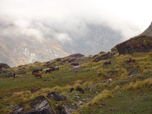 Utttarakhand Trip Trek:  sunderdunga