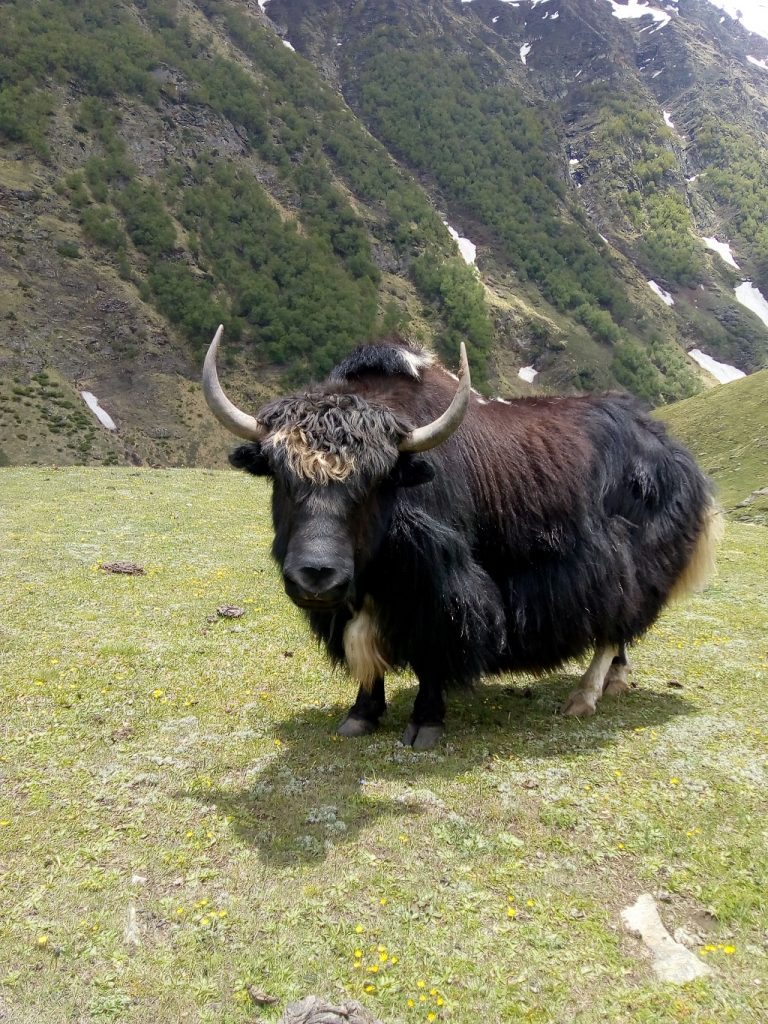 yalk on rupin pass trek