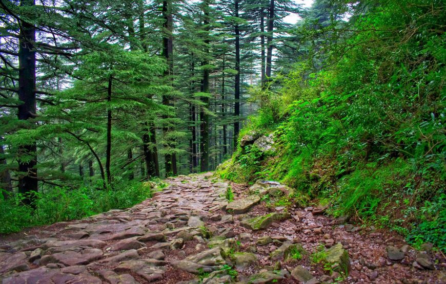 Triund Trek